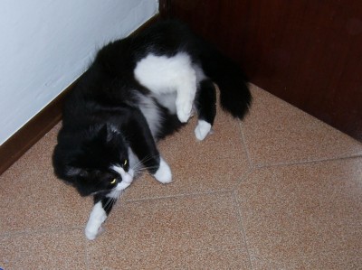 104_0948 (2) copia.jpg