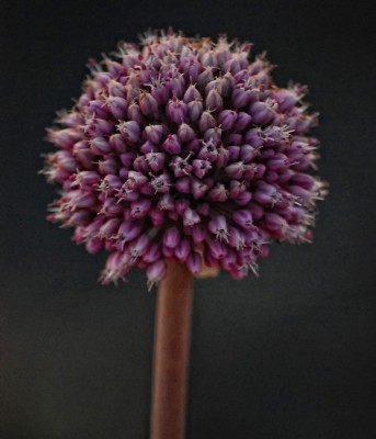 fiore al mare OT.jpg