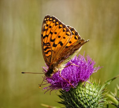DSC_0847 farfalla sul cardo OT.jpg
