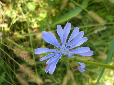 104_0914 cicoria.jpg