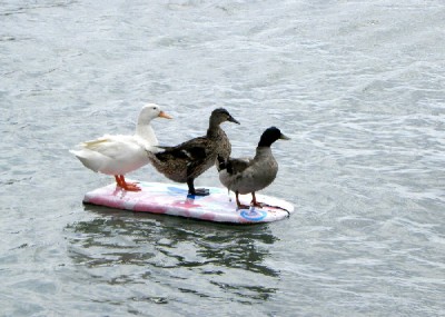 Surf duck r.jpg