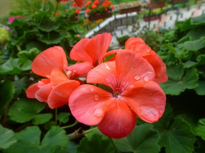 12 ottobre 2012 auguri.jpg