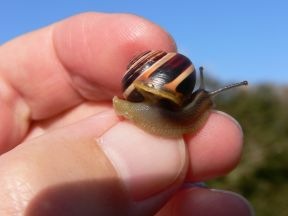 Cepaea nemoralis.jpg