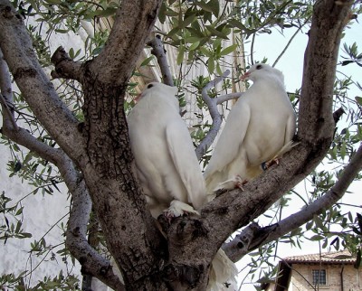 Tortorelle a Urbino.jpg