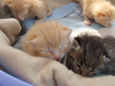 DSCF1358 (2) copia.jpg