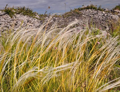 Fili della Murgia.jpg