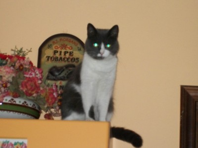 100_0047 (1) copia.jpg