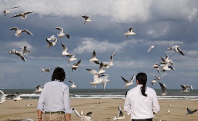 Gabbiani a Rimini.jpg