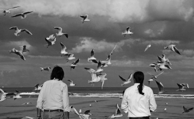 Gabbiani a Rimini b n.jpg