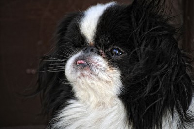 Liguaccia di un simpatico cane OT.jpg