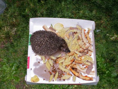 100_0332riccio2 copia.jpg