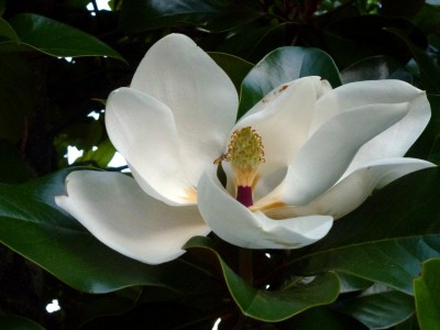 Magnolia tenacia e perseveranza.JPG