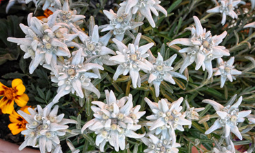 Selva di Val Gardena aaaa(1).jpg