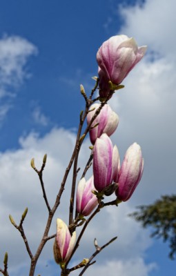Cisternino Fiori con gemme (3)aaa.jpg