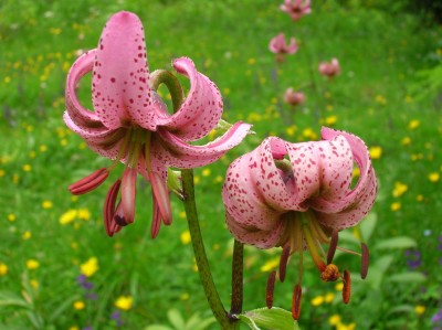 DSCN5177 (Custom).JPG