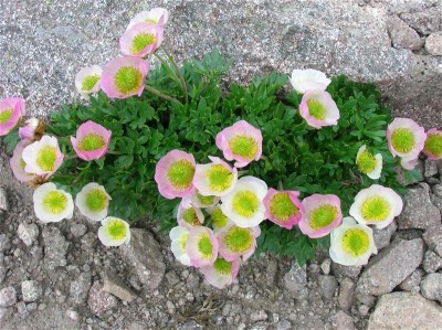 DSCN3750 (Custom) (Custom) (Custom) (Custom) (Custom).JPG