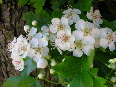 DSCN3155 (Custom).JPG