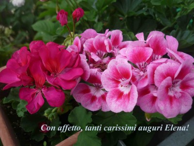 Auguri Elena.jpg
