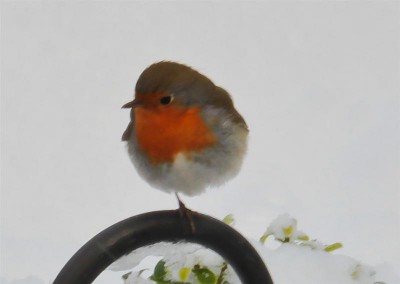 PettiRosso-1 (Medium).jpg