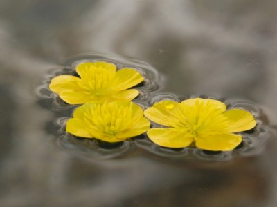 specchio d'acqua.JPG