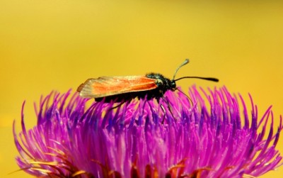 Fior di Carciofo.JPG