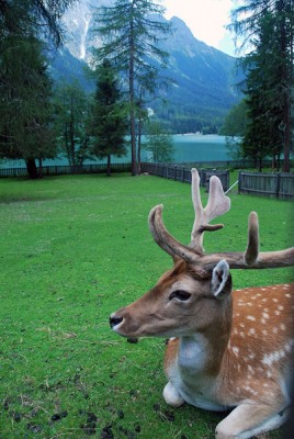 daino sul lago di Anterselva web.jpg