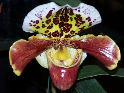 Paphiopedilum hybrid.jpg