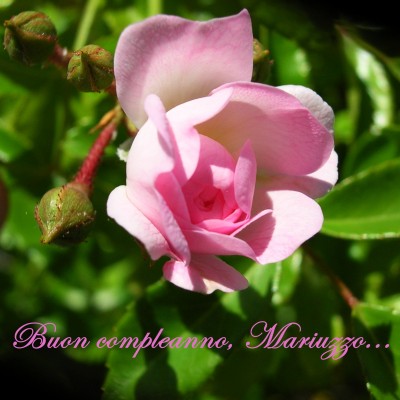 Buon compleanno, Mariuzzo.jpg