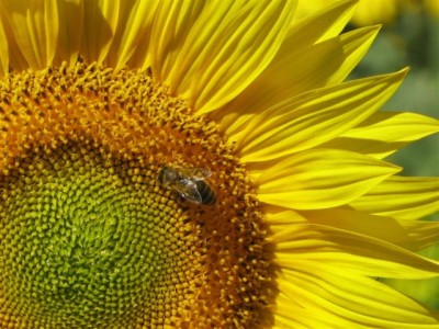 IMG_2849 b (Small).jpg