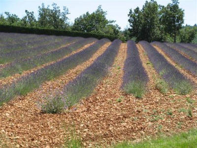 IMG_2667 (Small).JPG