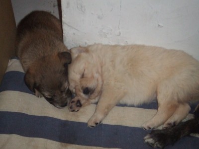 Kelly_e_i_suoi_cuccioli 2.jpg