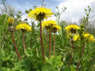 IMG_5629 (Small).JPG