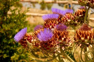 Copia di 28 giugno 09 Lajatico  e poi dicono un mazzo di carciofi r.JPG
