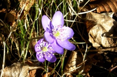 15 marzo  2010 Belluno.JPG