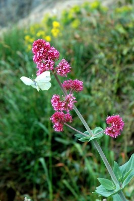 Flora delle Cinqueterre.JPG