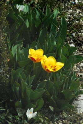 23 marzo  2010 Belluno (12) Furto nel giardino del Vicino con il 300 mm.JPG