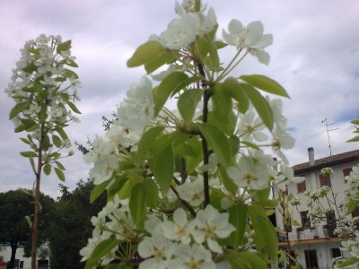 Immagine 055modificata.jpg