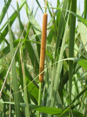 IMG_2770 (Small).JPG