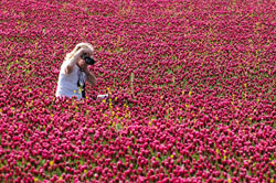 Diana nel foraggio WEB .jpg