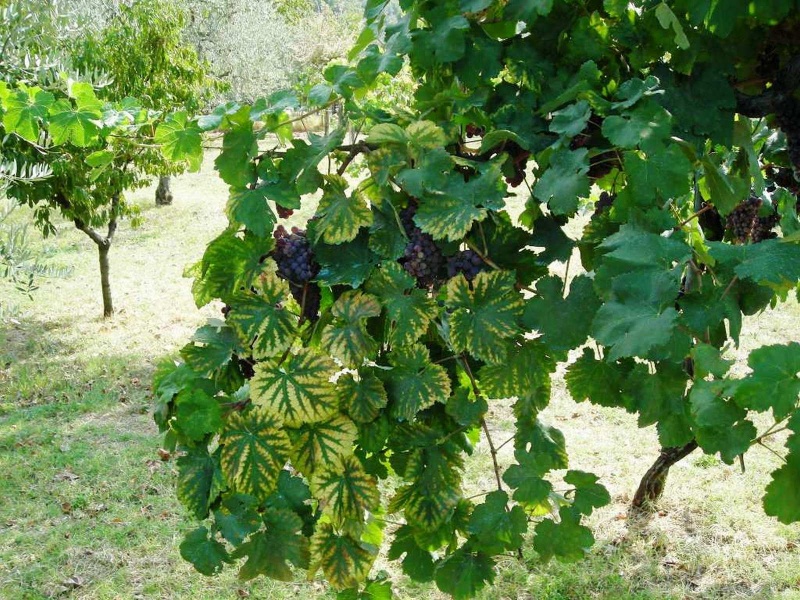 File:Casperia - Uva nera.jpg