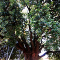 Castro (LE) - Parco delle Querce o dello Scarra - Leccio,(Quercus ilex).jpg