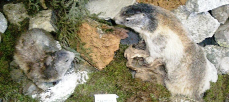 File:Courmayeur - Mont Frety - Il Pavillon - Marmotte (imbalsamate).jpg