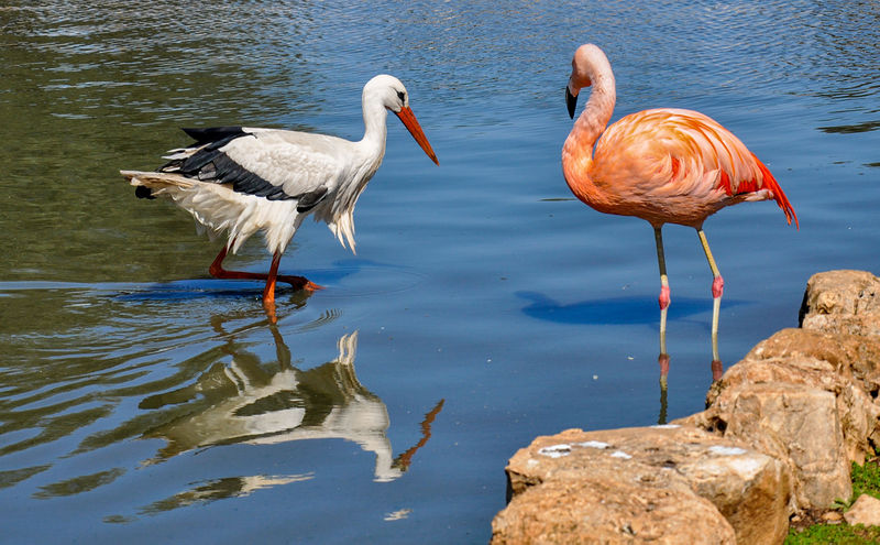 File:Fasano - Cicogna e Fenicottero.jpg