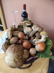 Giaveno - Eventi - Festa del Fungo (porcini in esposizione).jpg