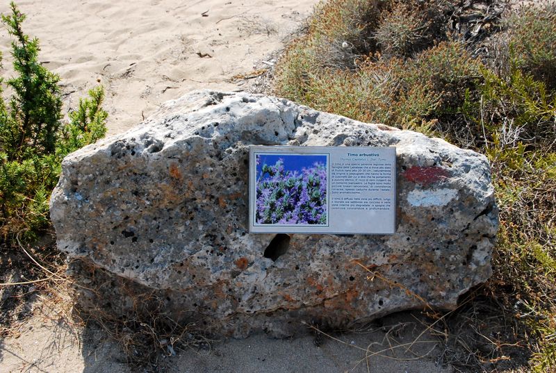 File:Maruggio - Parco " Dune di Campomarino" - sentiero natura - timo.jpg
