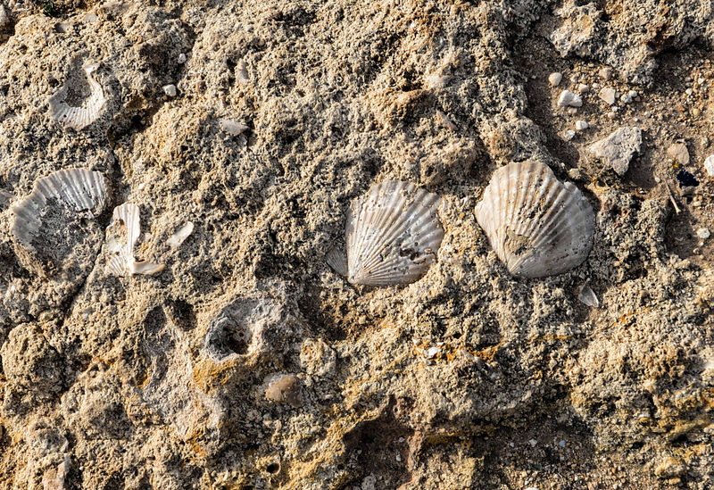 File:Monopoli - Fossili sulla scogliera.jpg