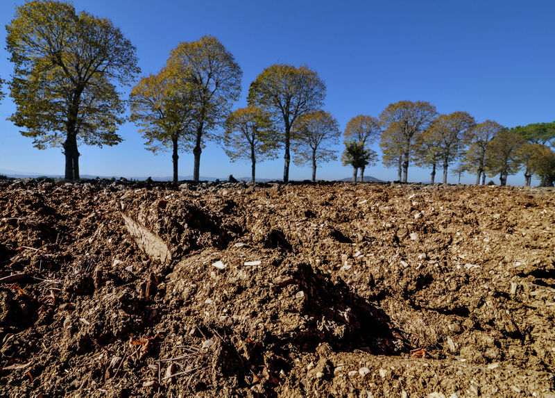 File:Panicale - campi.jpg