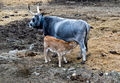 Salandra - Vacche agricoltura.jpg