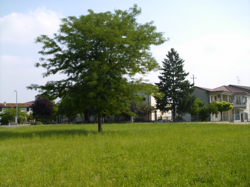 File:Salizzole - Albero (spinar).jpg