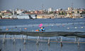 Taranto - Mar Piccolo 4.jpg